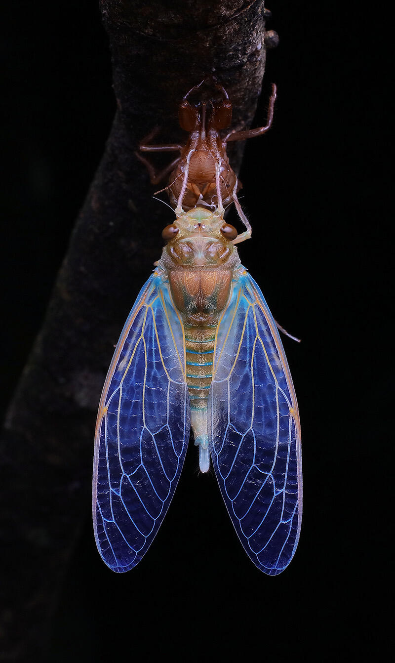 Cicada Molting Image Collection – Digital Download - Image 5