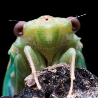 Cicada Molting Image Collection – Digital Download