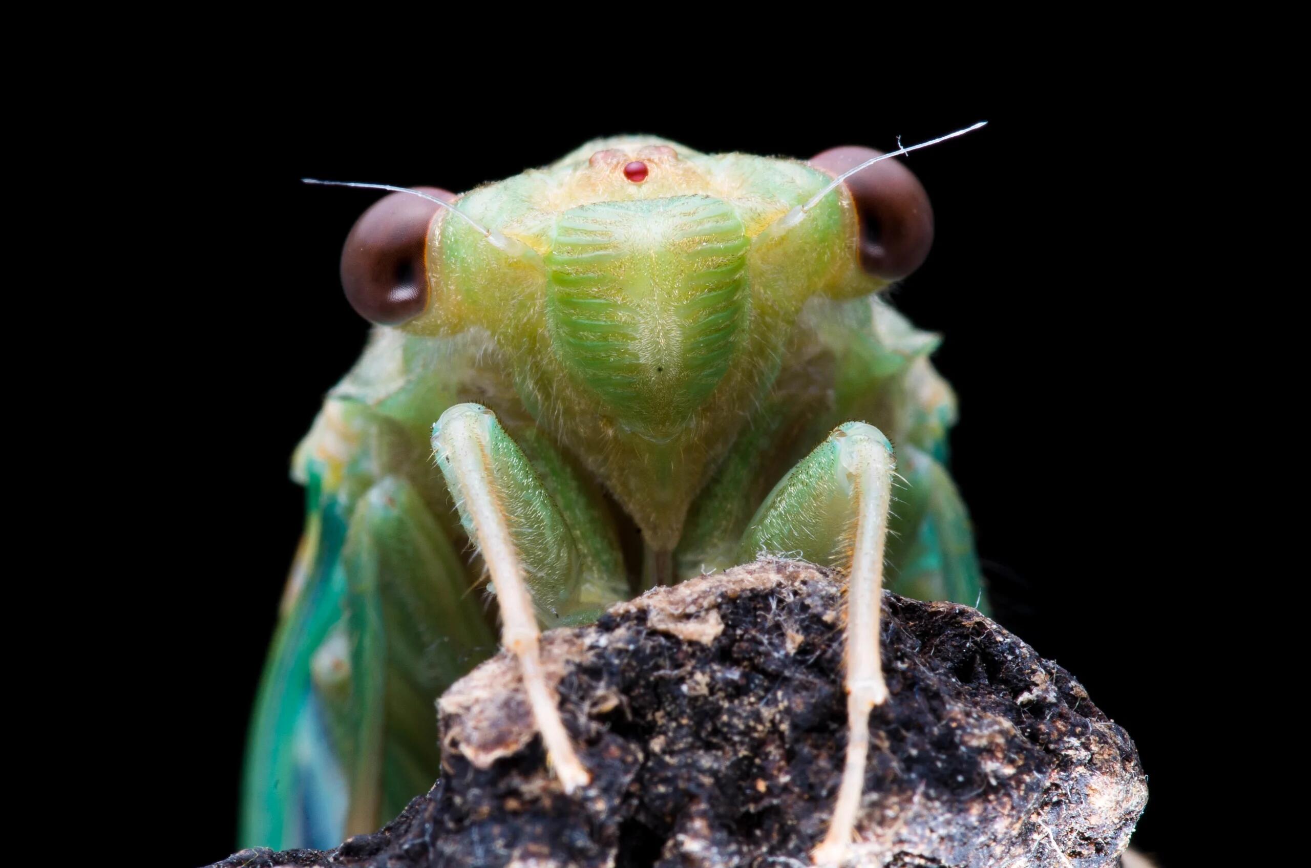 Cicada Molting Image Collection – Digital Download