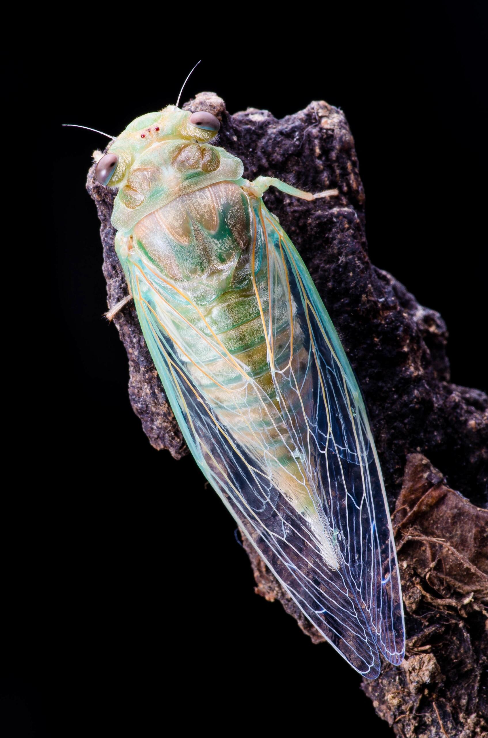 Cicada Molting Image Collection – Digital Download - Image 3