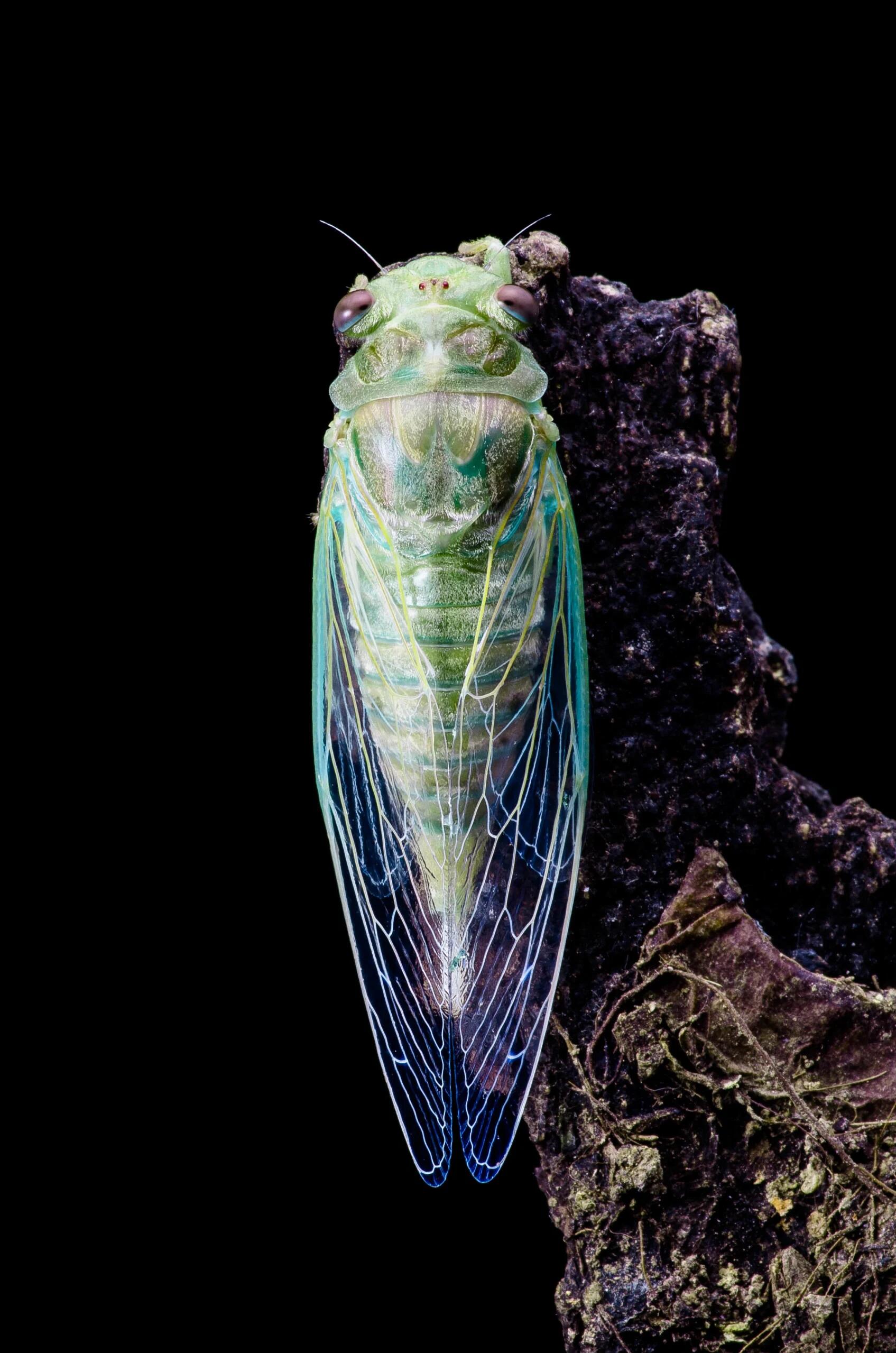 Cicada Molting Image Collection – Digital Download - Image 4