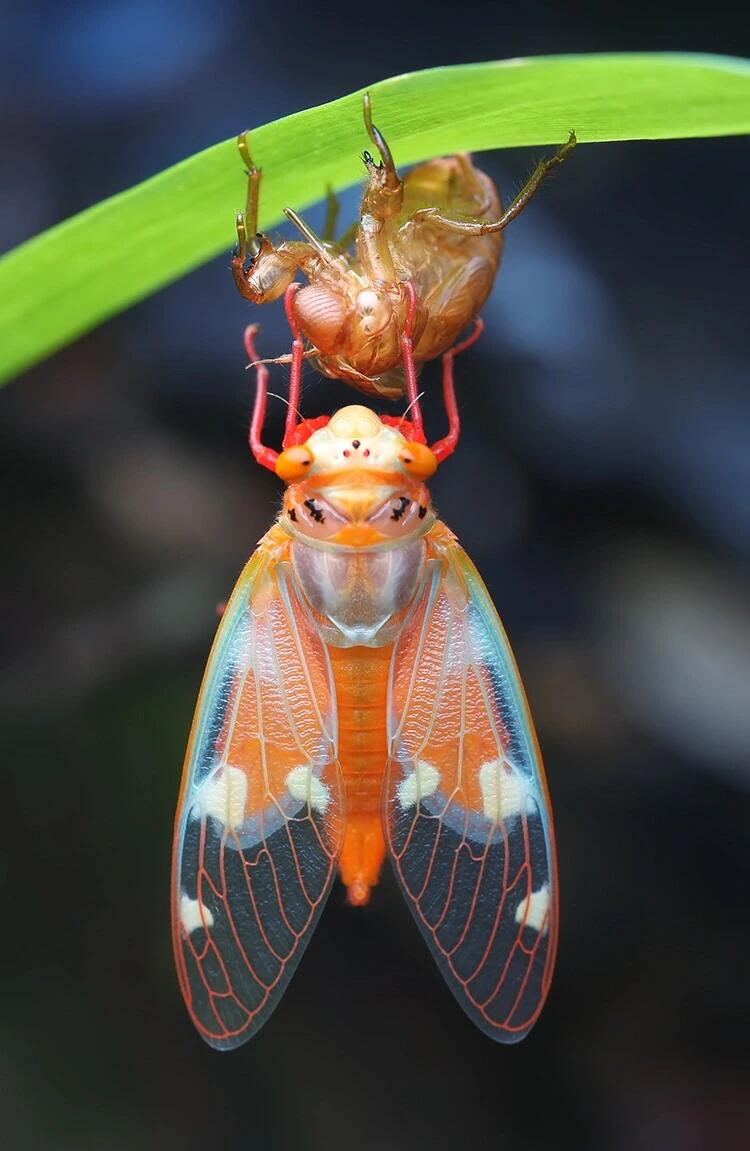 Cicada Molting Image Collection – Digital Download - Image 2
