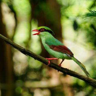 Green Magnolia Starling Digital Download