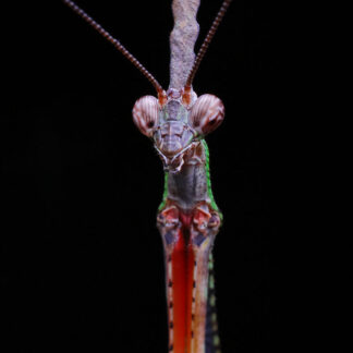 Praying Mantis Photography Collection – Digital Download