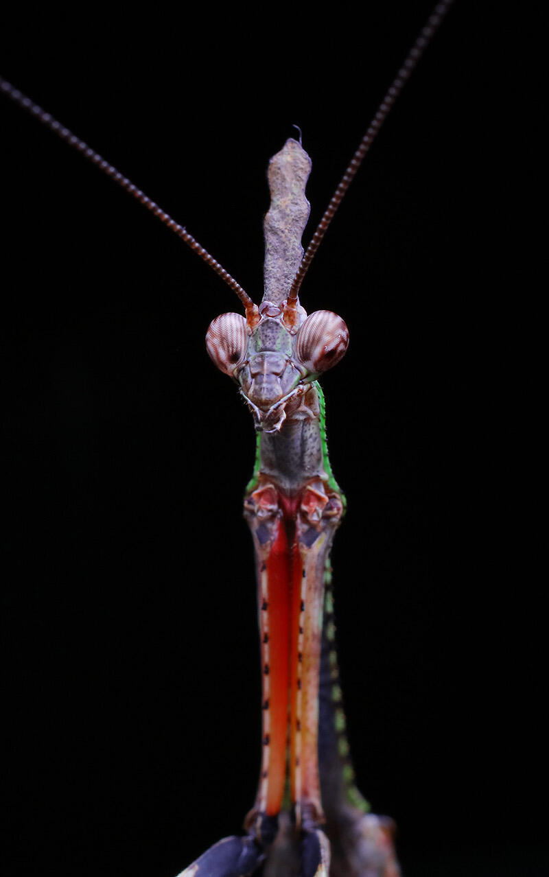 Praying Mantis Photography Collection – Digital Download