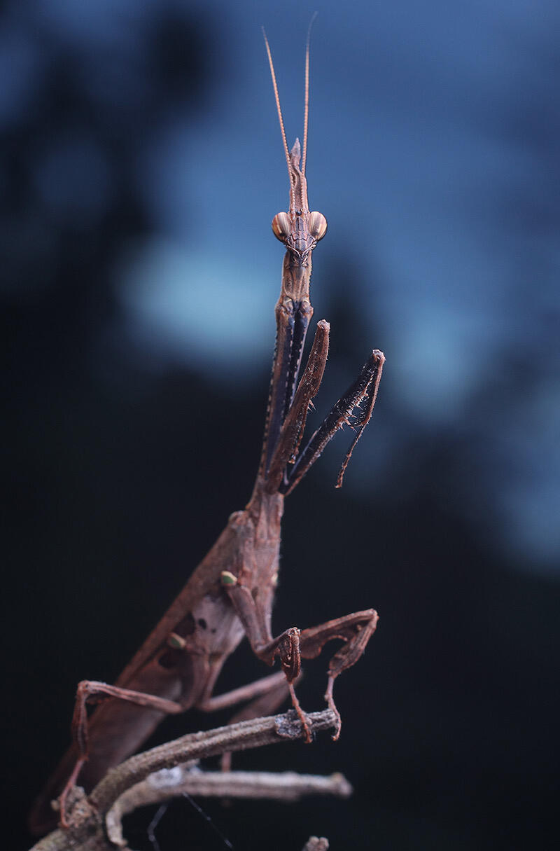 Praying Mantis Photography Collection – Digital Download - Image 2