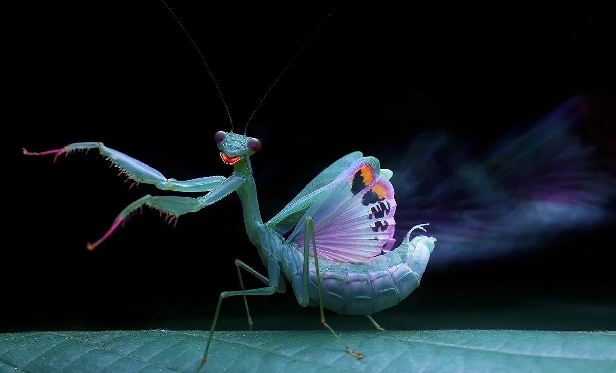 Praying Mantis Photography Collection – Digital Download - Image 3