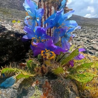 Meconopsis Flower Image Collection – Digital Download