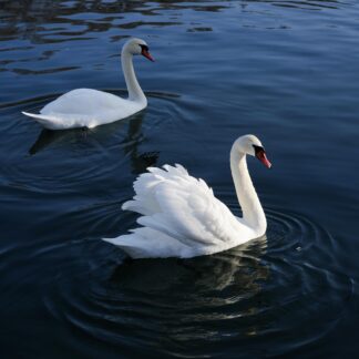 Mute Swan Photography Collection – Digital Download